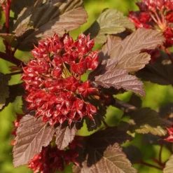 Physocarpus Opulifolius Little Angel ('Hoogi016') (PBR) 9 Physocarpus Opulifolius Little Angel ('Hoogi016') (PBR) -Cheap Plants Store pl2000021013 card4 lg