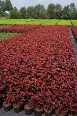 Physocarpus Opulifolius Little Angel ('Hoogi016') (PBR) 10 Physocarpus Opulifolius Little Angel ('Hoogi016') (PBR) -Cheap Plants Store pl2000021013 card6 lg