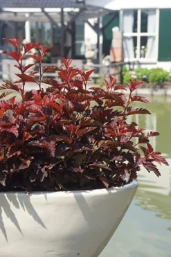 Physocarpus Opulifolius Little Angel ('Hoogi016') (PBR) 11 Physocarpus Opulifolius Little Angel ('Hoogi016') (PBR) -Cheap Plants Store pl2000021013 card7 lg