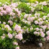 Rhododendron Bloombux ('Microhirs3') (PBR)
