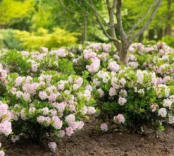 Rhododendron Bloombux ('Microhirs3') (PBR) 6 Rhododendron Bloombux ('Microhirs3') (PBR) -Cheap Plants Store pl2000021014 card4 lg