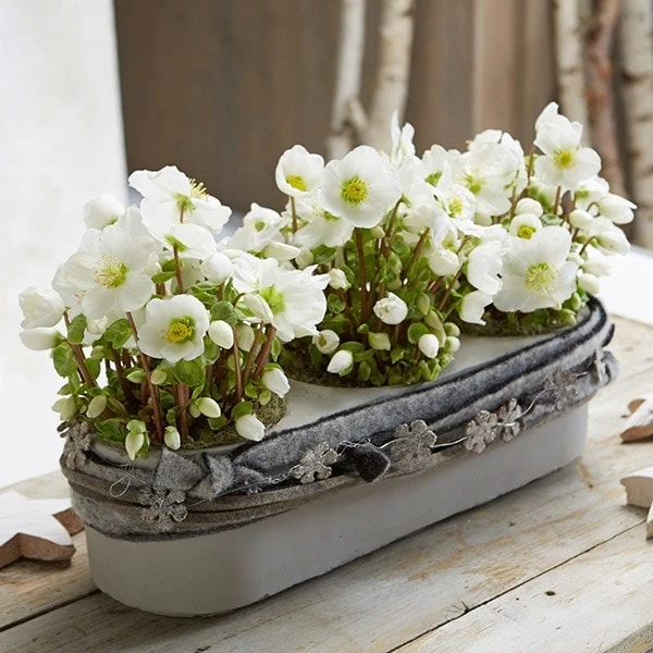 Helleborus 'Verboom Beauty' 2 Helleborus 'Verboom Beauty' - Image 2