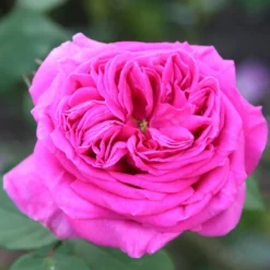Rosa 'Madame Isaac Péreire'