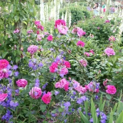 Rosa 'Madame Isaac Péreire' 5 Rosa 'Madame Isaac Péreire' -Cheap Plants Store pl2000021227 card3 lg