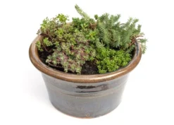 Sedum Collection -Cheap Plants Store pl2000021303 card3 lg