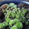 Sempervivum Collection