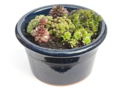 Sempervivum Collection -Cheap Plants Store pl2000021304 card3 lg