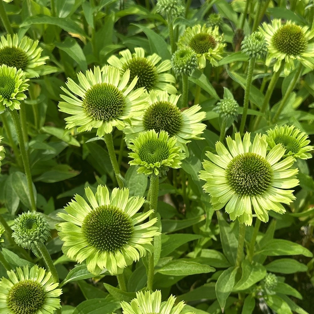 Echinacea 'Green Jewel' (PBR) 2 Echinacea 'Green Jewel' (PBR) - Image 2