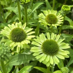 Echinacea 'Green Jewel' (PBR) 5 Echinacea 'Green Jewel' (PBR) -Cheap Plants Store pl2000021331 card3 lg
