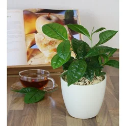 Tea Plant -Cheap Plants Store pl2000021386 card10 lg