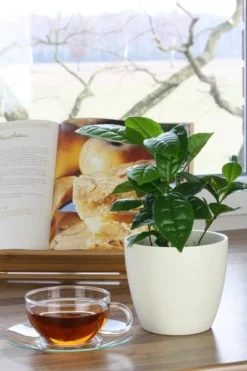 Tea Plant -Cheap Plants Store pl2000021386 card8 lg