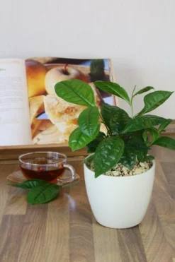 Tea Plant -Cheap Plants Store pl2000021386 card9 lg