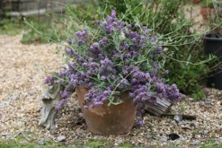 Buddleja × Pikei Unique ('Pmoore12') (PBR) -Cheap Plants Store pl2000021841 card3 lg