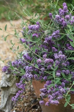 Buddleja × Pikei Unique ('Pmoore12') (PBR) -Cheap Plants Store pl2000021841 card5 lg