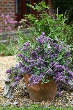 Buddleja × Pikei Unique ('Pmoore12') (PBR) -Cheap Plants Store pl2000021841 card6 lg