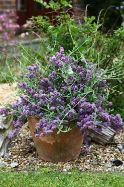 Buddleja × Pikei Unique ('Pmoore12') (PBR) -Cheap Plants Store pl2000021841 card7 lg