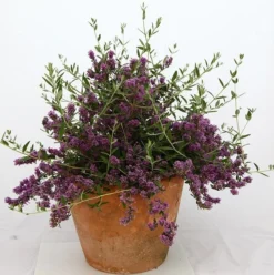 Buddleja × Pikei Unique ('Pmoore12') (PBR) -Cheap Plants Store pl2000021841 card8 lg