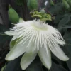 Passiflora 'Snow Queen'