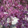 Cercis Canadensis Lavender Twist ('Covey')