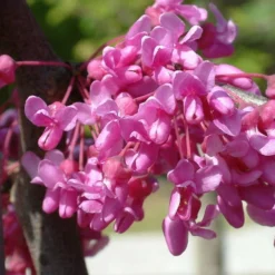 Cercis Canadensis Lavender Twist ('Covey') -Cheap Plants Store pl2000022345 card3 lg