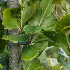 Fagus Sylvatica 'Dawyck Gold' -Cheap Plants Store pl2000022354 card3 lg