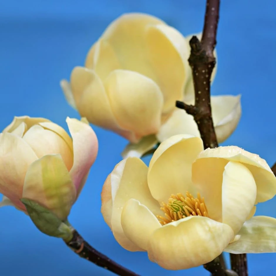 Magnolia Honey Tulip ('Jurmag5') (PBR) 1 Magnolia Honey Tulip ('Jurmag5') (PBR)