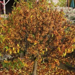 Malus Cinderella ('Cinzam')