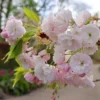Prunus 'Shōgetsu'