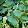 Tilia Cordata 'Greenspire'