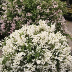 Deutzia × Rosea Yuki Snowflake ('NCDX1') (PBR) 5 Deutzia × Rosea Yuki Snowflake ('NCDX1') (PBR) -Cheap Plants Store pl2000022451 card3 lg