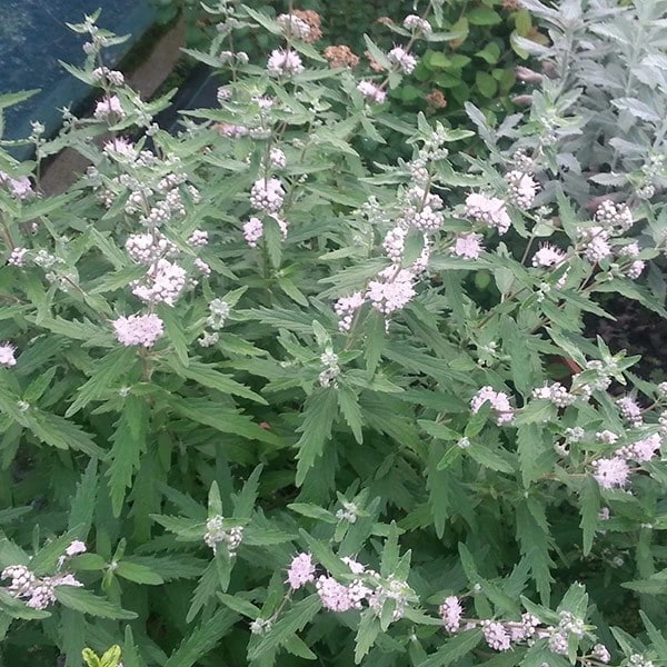 Caryopteris × Clandonensis Pink Perfection ('Lisspin') (PBR) 3 Caryopteris × Clandonensis Pink Perfection ('Lisspin') (PBR) - Image 3