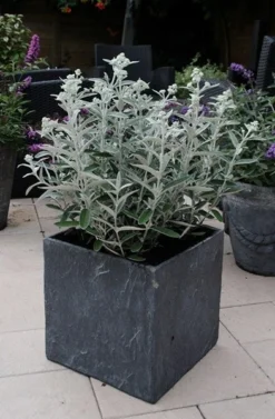 Buddleja 'Morning Mist' (PBR) 5 Buddleja 'Morning Mist' (PBR) -Cheap Plants Store pl2000022465 card3 lg