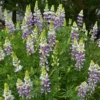 Lupinus Arboreus 'Lavender Spires'