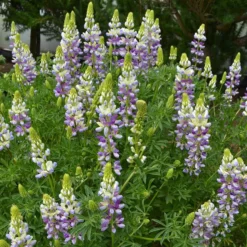 Lupinus Arboreus 'Lavender Spires'