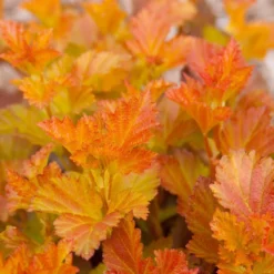 Physocarpus Amber Jubilee ('Jefam') (PBR)