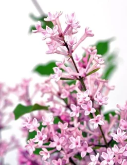 Syringa Bloomerang Pink Perfume ('Pink Perfume') (PBR) -Cheap Plants Store pl2000022484 card3 lg