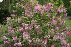 Syringa Bloomerang Pink Perfume ('Pink Perfume') (PBR) -Cheap Plants Store pl2000022484 card4 lg