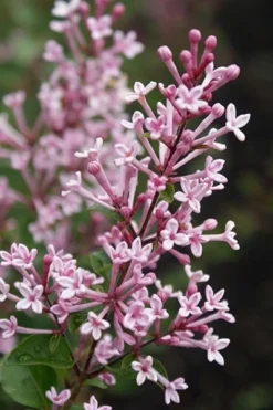 Syringa Bloomerang Pink Perfume ('Pink Perfume') (PBR) -Cheap Plants Store pl2000022484 card5 lg