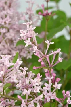 Syringa Bloomerang Pink Perfume ('Pink Perfume') (PBR) -Cheap Plants Store pl2000022484 card6 lg