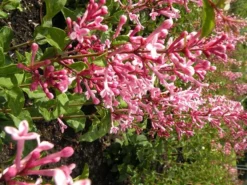 Syringa Bloomerang Pink Perfume ('Pink Perfume') (PBR) -Cheap Plants Store pl2000022484 card7 lg