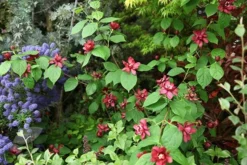 Calycanthus × Raulstonii 'Hartlage Wine' -Cheap Plants Store pl2000022492 card3 lg