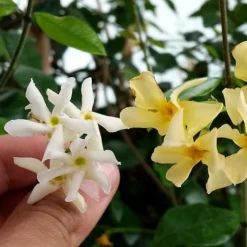 Trachelospermum Jasminoides Star Of Toscana ('Selbra') (PBR) 7 Trachelospermum Jasminoides Star Of Toscana ('Selbra') (PBR) -Cheap Plants Store pl2000022510 card3 lg