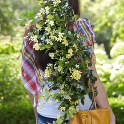 Trachelospermum Jasminoides Star Of Toscana ('Selbra') (PBR) 8 Trachelospermum Jasminoides Star Of Toscana ('Selbra') (PBR) -Cheap Plants Store pl2000022510 card4 lg