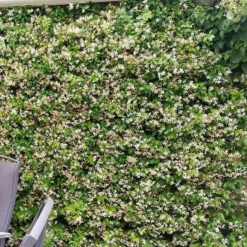 Trachelospermum Jasminoides Star Of Toscana ('Selbra') (PBR) 9 Trachelospermum Jasminoides Star Of Toscana ('Selbra') (PBR) -Cheap Plants Store pl2000022510 card5 lg