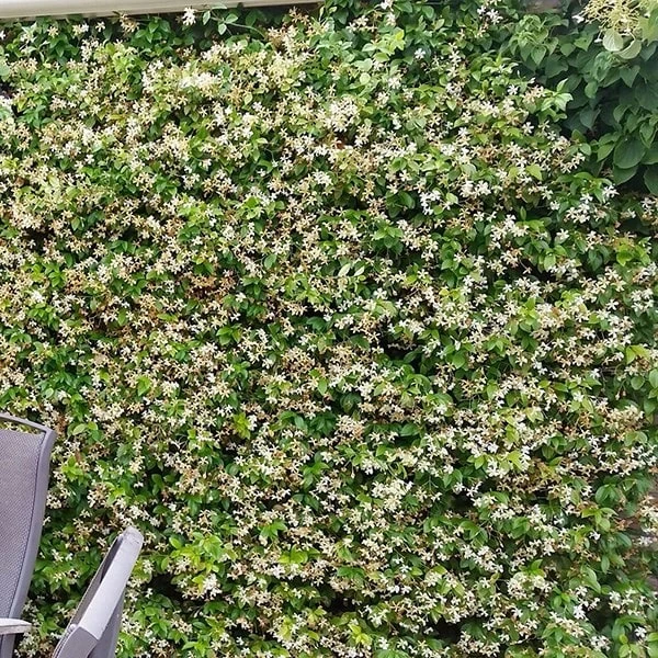 Trachelospermum Jasminoides Star Of Toscana ('Selbra') (PBR) 5 Trachelospermum Jasminoides Star Of Toscana ('Selbra') (PBR) - Image 5