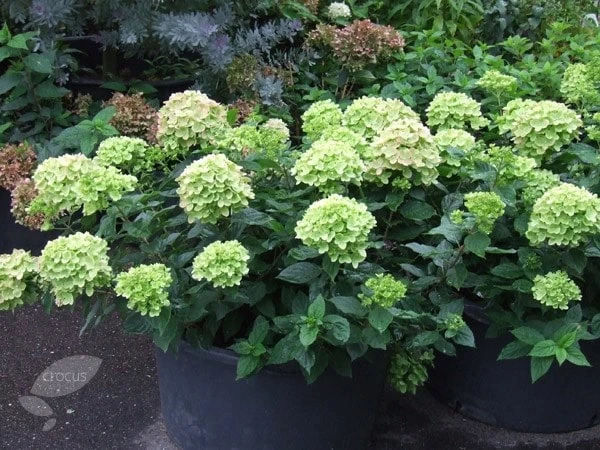 Hydrangea Paniculata Little Lime ('Jane') (PBR) 2 Hydrangea Paniculata Little Lime ('Jane') (PBR) - Image 2