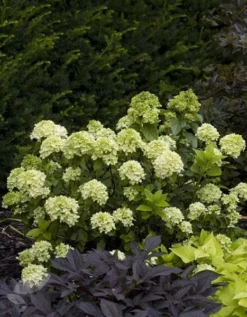 Hydrangea Paniculata Little Lime ('Jane') (PBR) 8 Hydrangea Paniculata Little Lime ('Jane') (PBR) -Cheap Plants Store pl2000022524 card3 lg