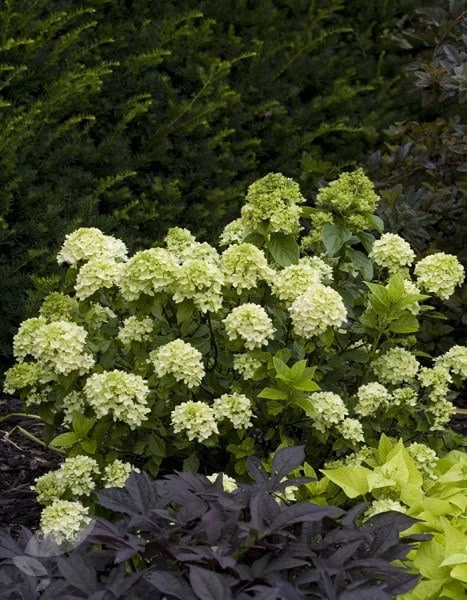 Hydrangea Paniculata Little Lime ('Jane') (PBR) 3 Hydrangea Paniculata Little Lime ('Jane') (PBR) - Image 3
