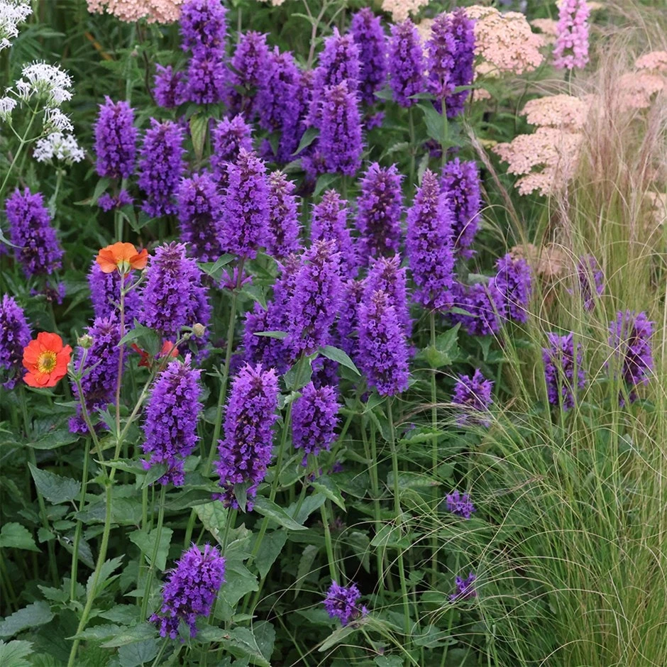 Agastache 'Blue Boa' (PBR) 1 Agastache 'Blue Boa' (PBR)