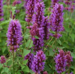 Agastache 'Blue Boa' (PBR) 7 Agastache 'Blue Boa' (PBR) -Cheap Plants Store pl2000022948 card3 lg